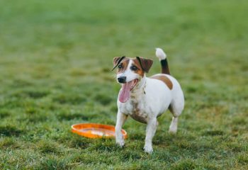 Small funny dog catching orange flying disk on the green grass. Little Jack Russel Terrier pet playing outdoors in park. Dog and toy on open air. Animal in motion background