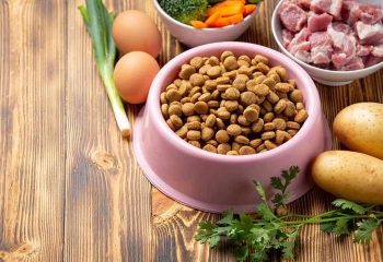 Healthy fresh pet food ingredients on dark background